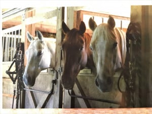 3-Horses-edit