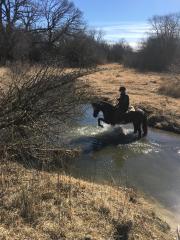horse-in-creek