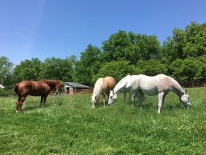 jacobsen-horses-in-field