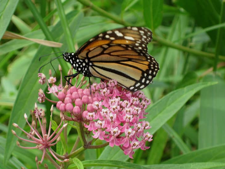 Order Native Plants for a Butterfly/Pollinator Garden - Village of ...