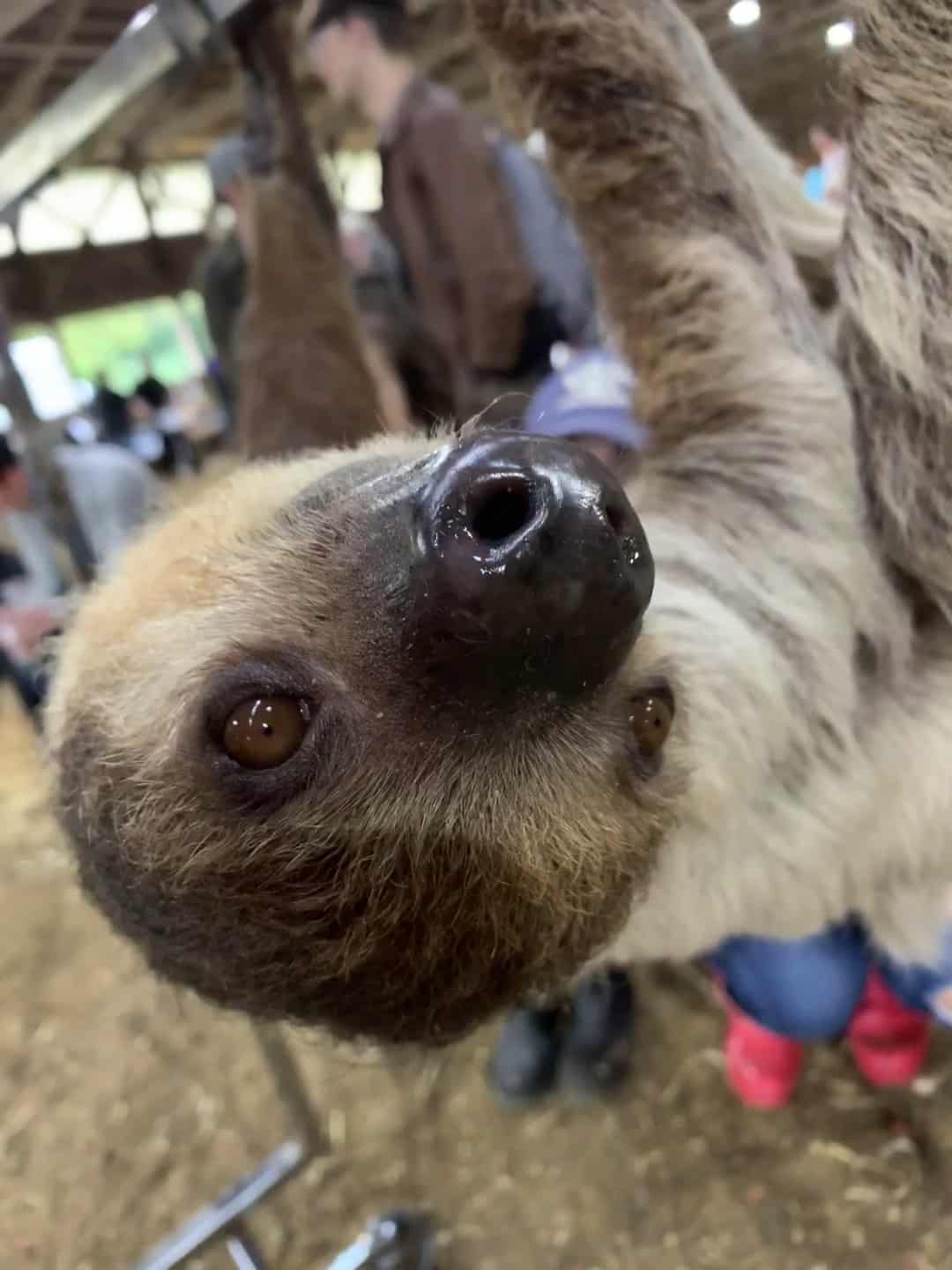 Scales & Tales Traveling Zoo at The Hills Are Alive Fall Fest Sept
