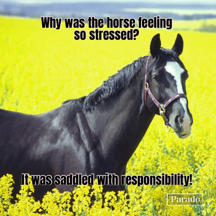 horse related jokes