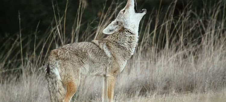 February is Coyote Mating Season
