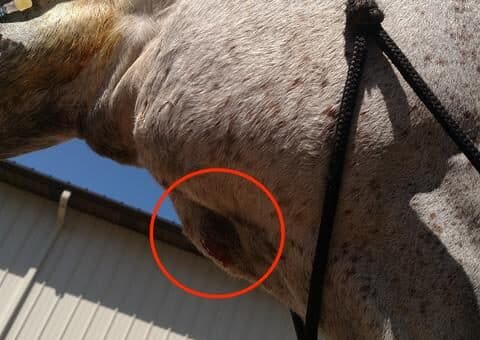 Horse Strangles Precautions