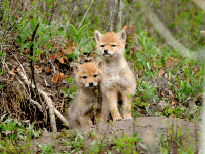 coyote pups