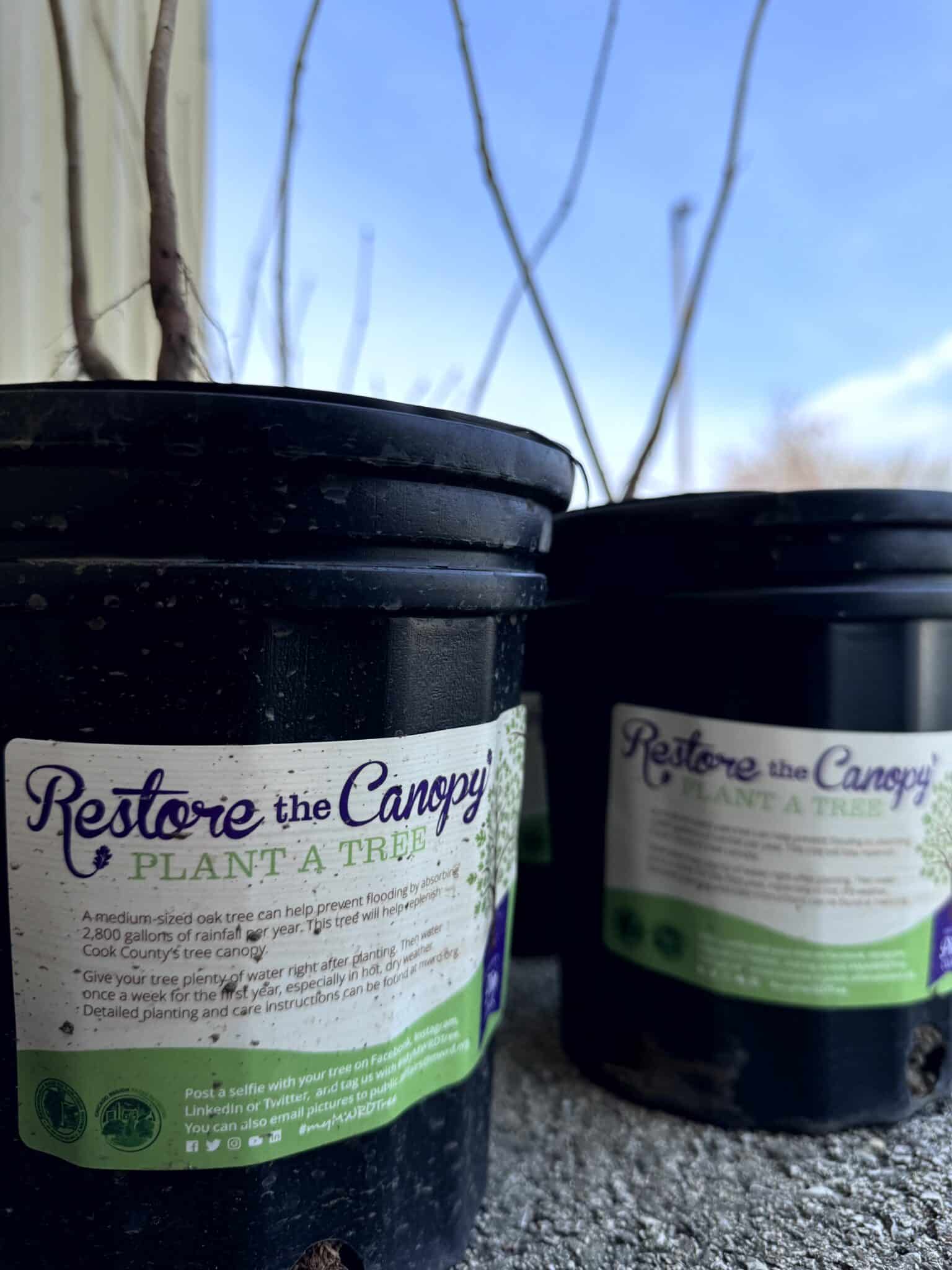 Arbor Day Oak Saplings Available At Village Hall - Village of ...