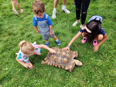 touching a turtle
