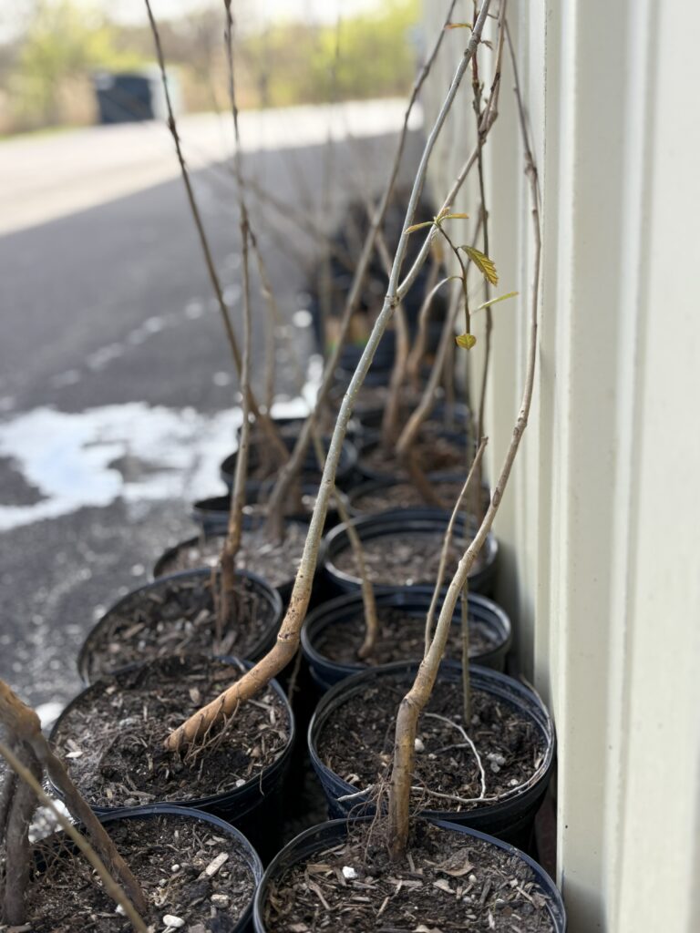 image of swamp white oak saplings