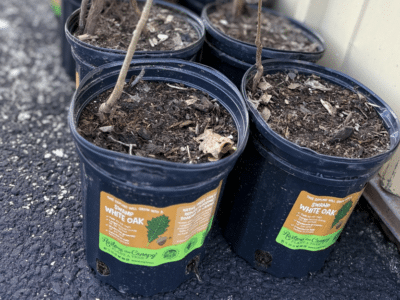 swamp white oak (300 x 200 px)